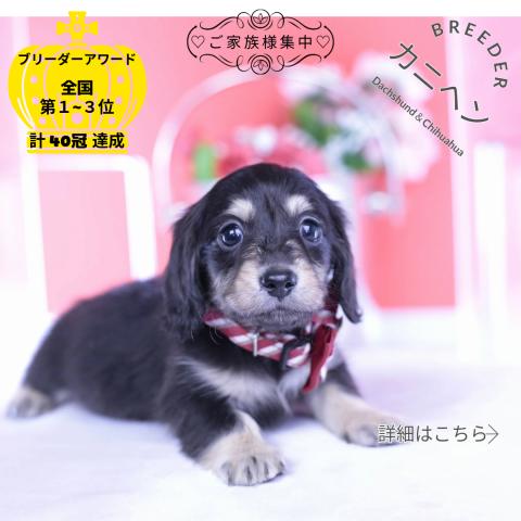 カニヘンダックスフンド　ロング