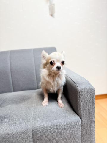 チワワ（ロングコート）