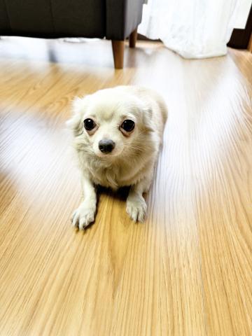 チワワ（ロングコート）