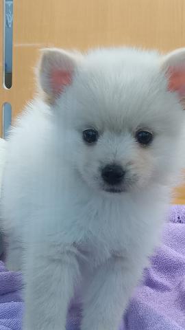 MIXポメラニアン×ポンスキー（ポメラニアン×ハスキー）