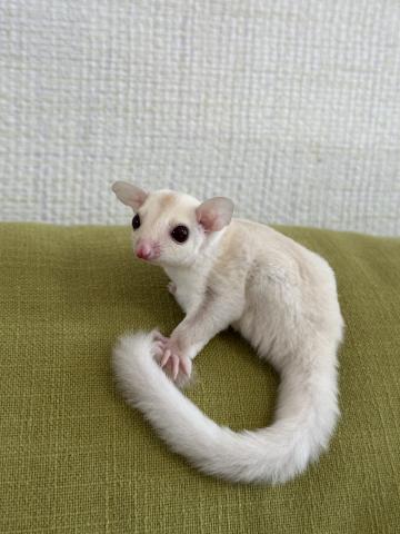 クリミノorクリミノヘテロリューシ