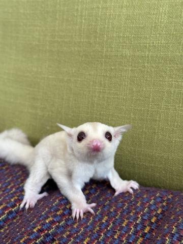 クリミノorクリミノヘテロリューシ