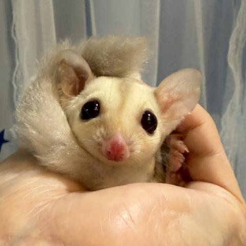 クリミノhetプラチナ（ルビー血統）