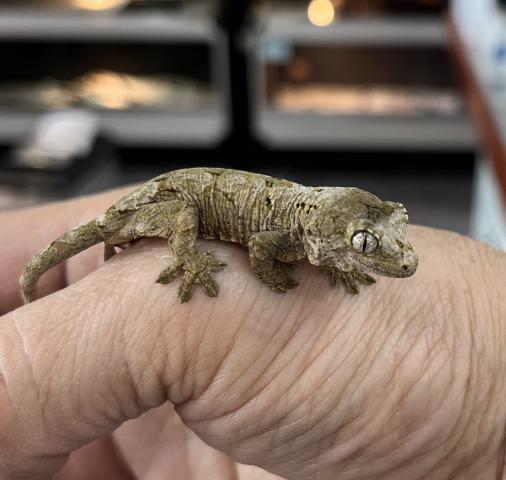 マモノミカドヤモリ