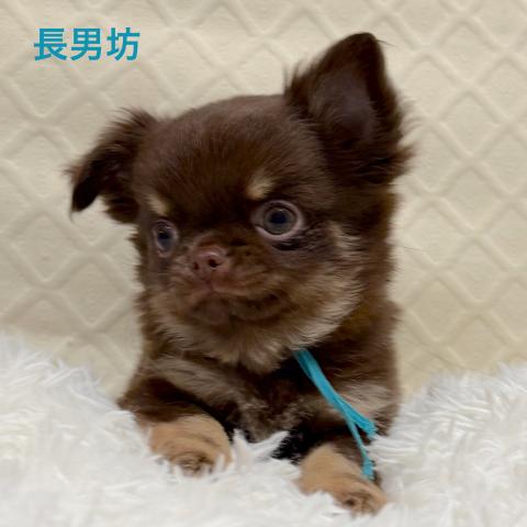 チワワ（ロングコート）