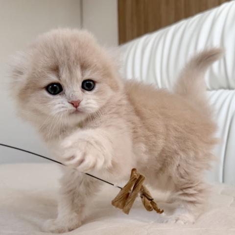 スコティッシュフォールド