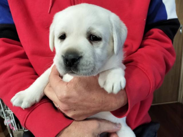 ラブラドールレトリーバー