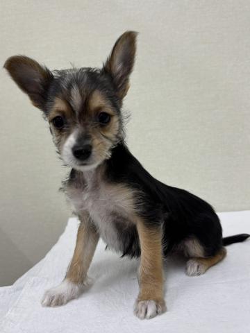 MIXチワワ×ヨーキー