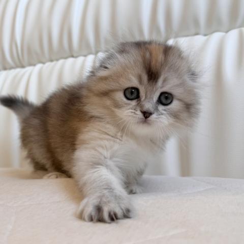 スコティッシュフォールド