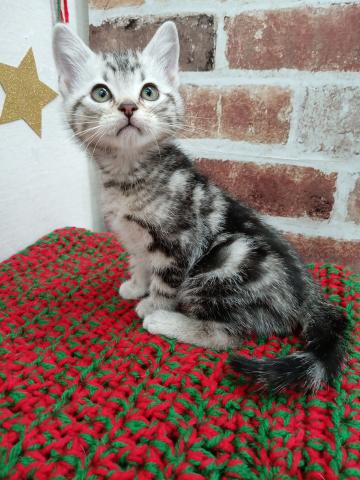 アメリカンショートヘアー