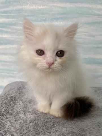 ミヌエット（旧ナポレオン）