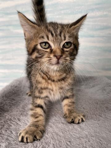 ミヌエット（旧ナポレオン）