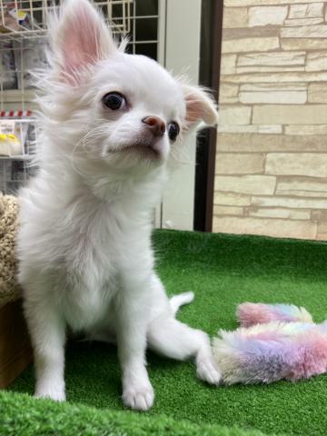 チワワ（ロングコート）