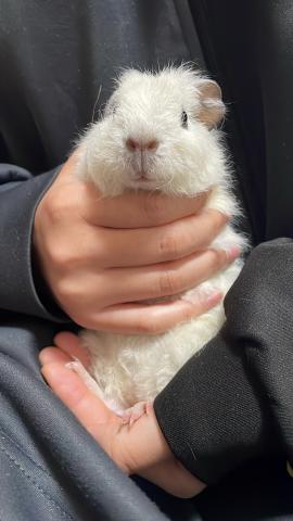 テディモルモット