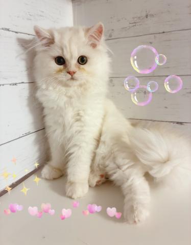 ミヌエット（旧ナポレオン）