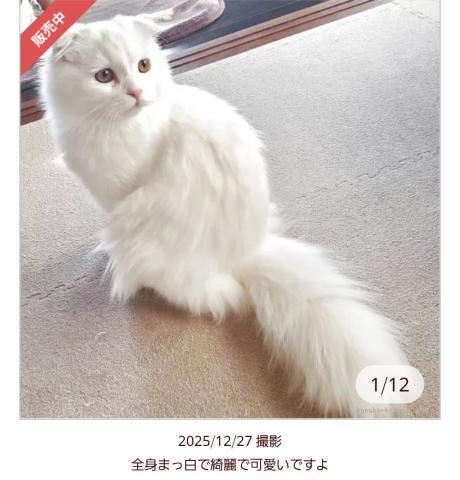 スコティッシュフォールド