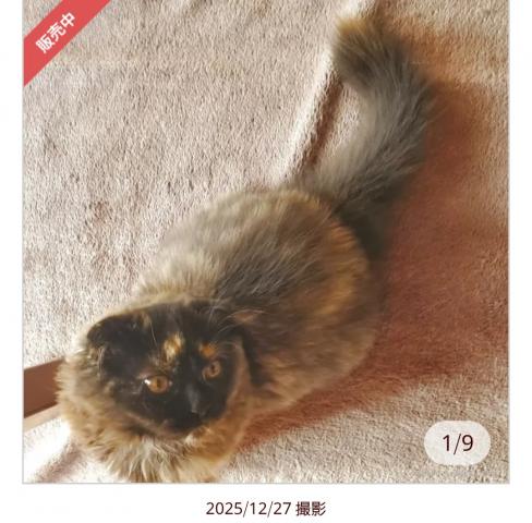 スコティッシュフォールド