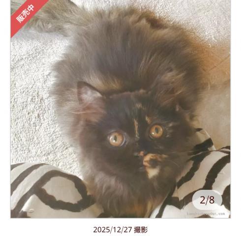 スコティッシュフォールド