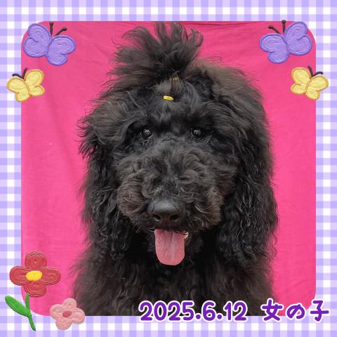 スタンダードプードル