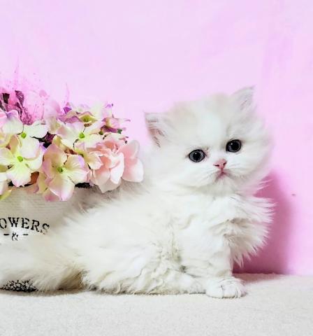 ミヌエット（旧ナポレオン）