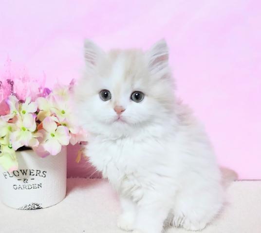 ミヌエット（旧ナポレオン）