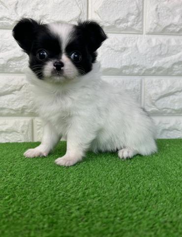 チワワ（ロングコート）