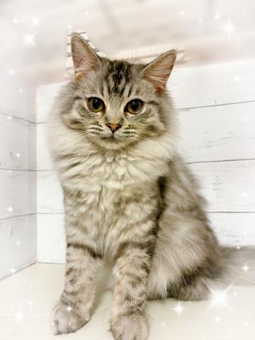 ミヌエット（旧ナポレオン）