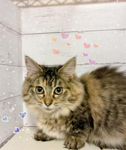 ミヌエット(旧ナポレオン)