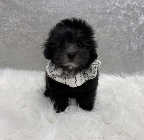 MIXマルプープー