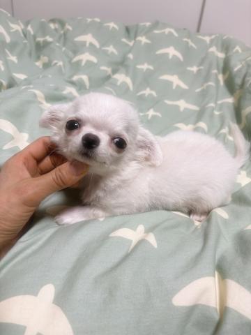 チワワ（ロングコート）