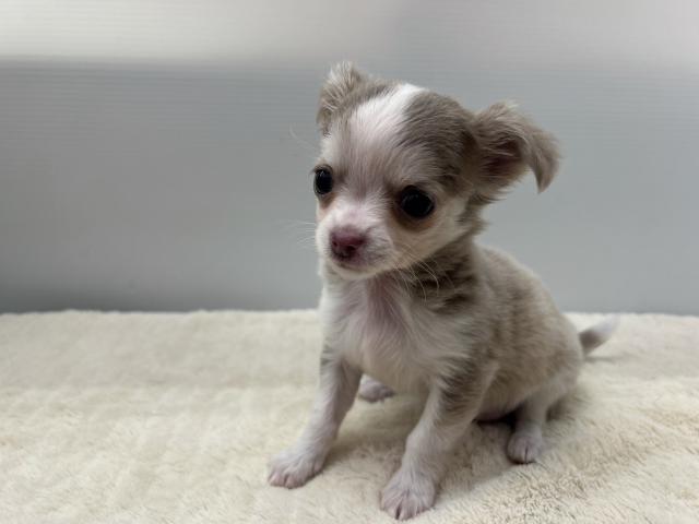 チワワ（ロングコート）