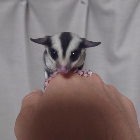 ノーマルposs het クリミノ