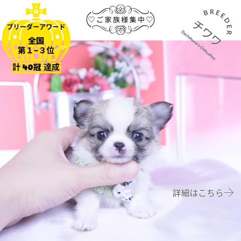 チワワ　ロング