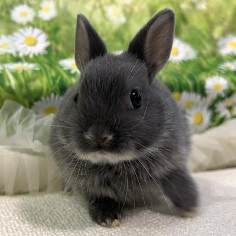 ネザーランドドワーフ