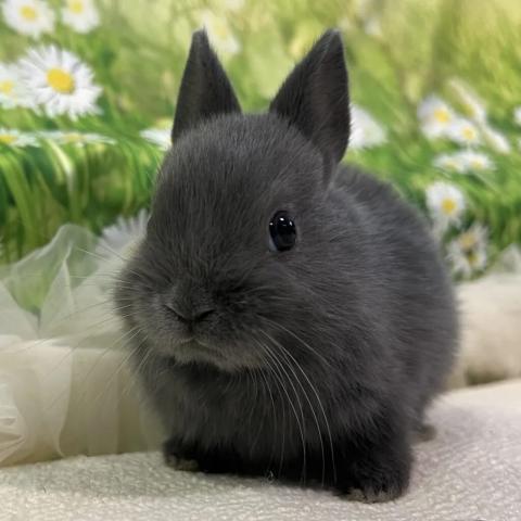 ネザーランドドワーフ