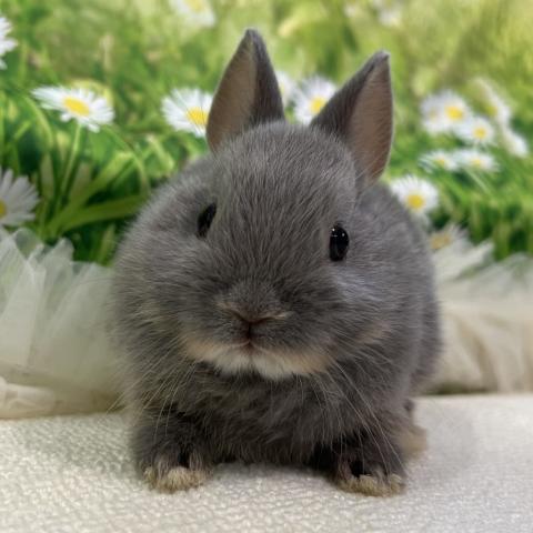 ネザーランドドワーフ