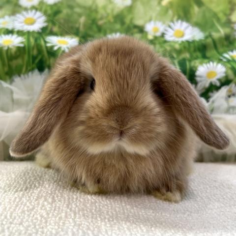 ホーランドロップ