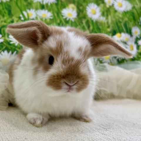 ホーランドロップ