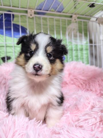 シェットランドシープドッグ