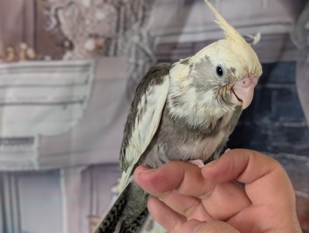 オカメインコ WFパイド
