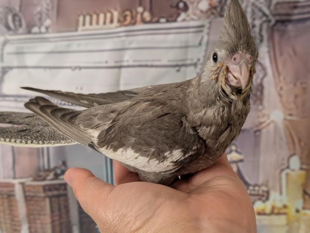 オカメインコ WFドミナントシルバーSF