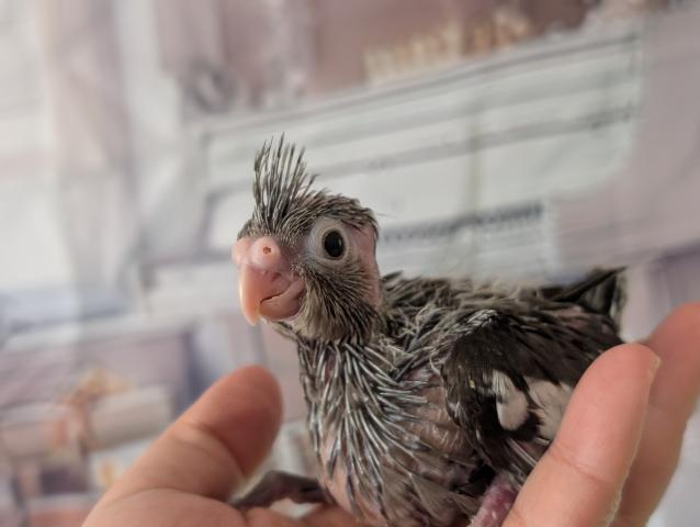 オカメインコ WFノーマル