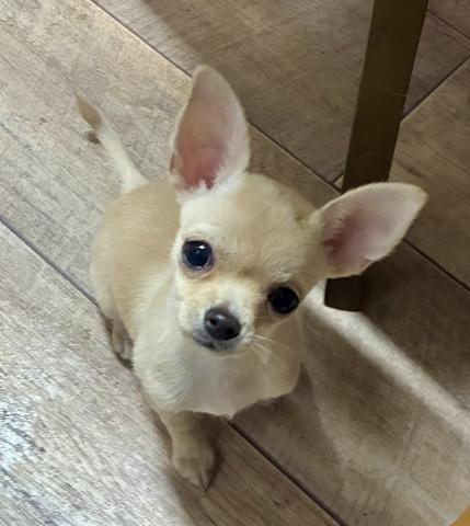 チワワ（スムースコート）