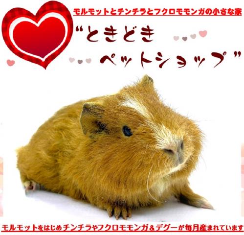 テディモルモット