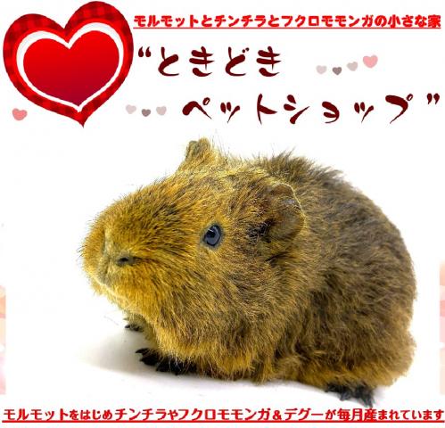 テディモルモット