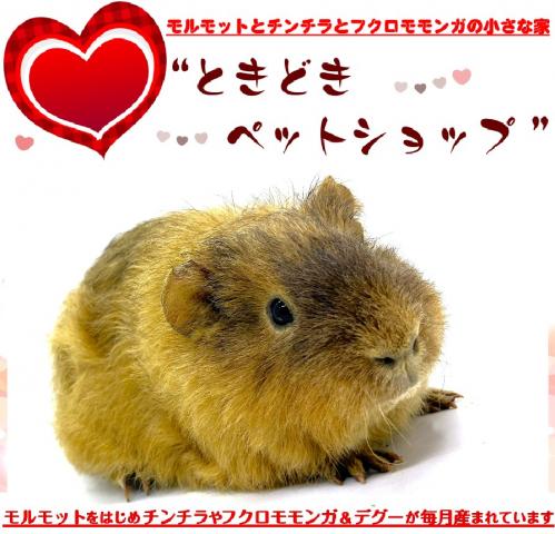 テディモルモット