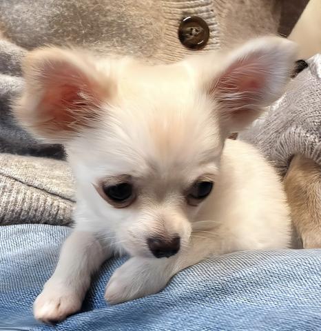 チワワ(ロングコート)