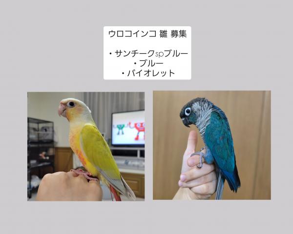 ウロコインコ サンチークspブルー