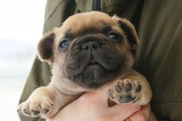 フレンチブルドッグ