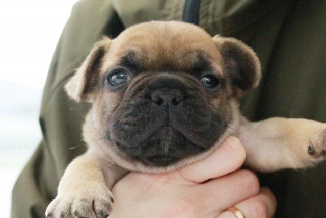 フレンチブルドッグ